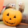 ハロウィンはお彼岸