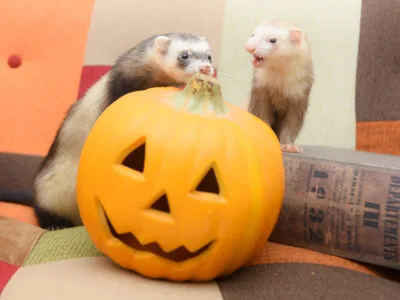 ハロウィンはお彼岸