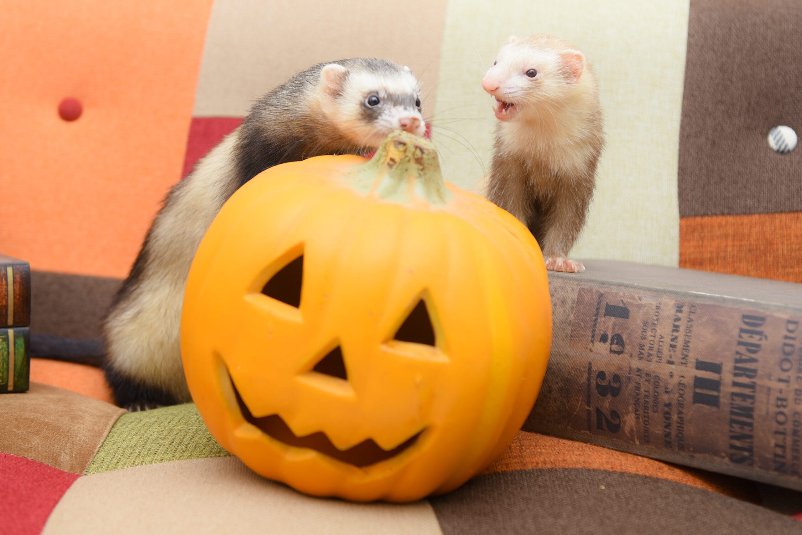 ハロウィンはお彼岸