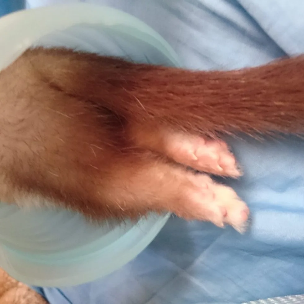 13才のご長寿フェレット