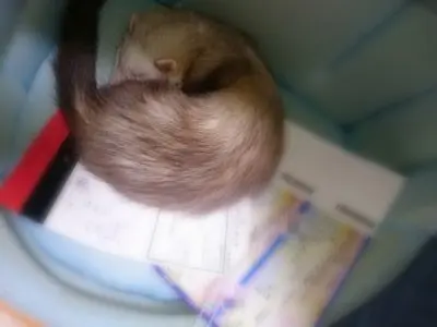 防災訓練で疲れたフェレット