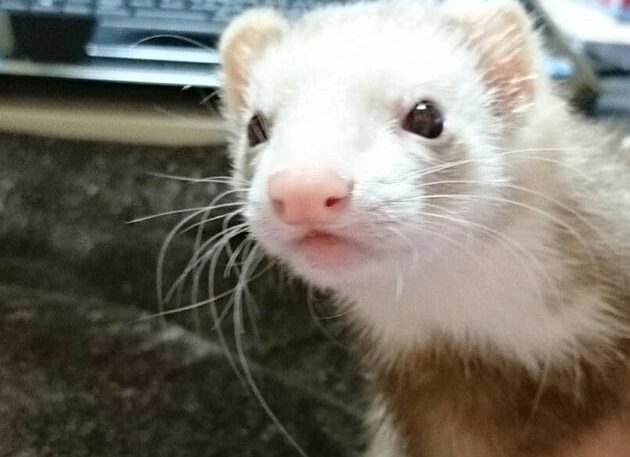 祖師ヶ谷大蔵ドッグカフェ・Roomer（ルーマー）にてハーブボールでアニマルマルママッサージのお邪魔をしてしまいました