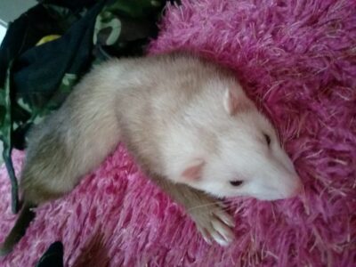 人のインフルエンザはフェレットにうつるから