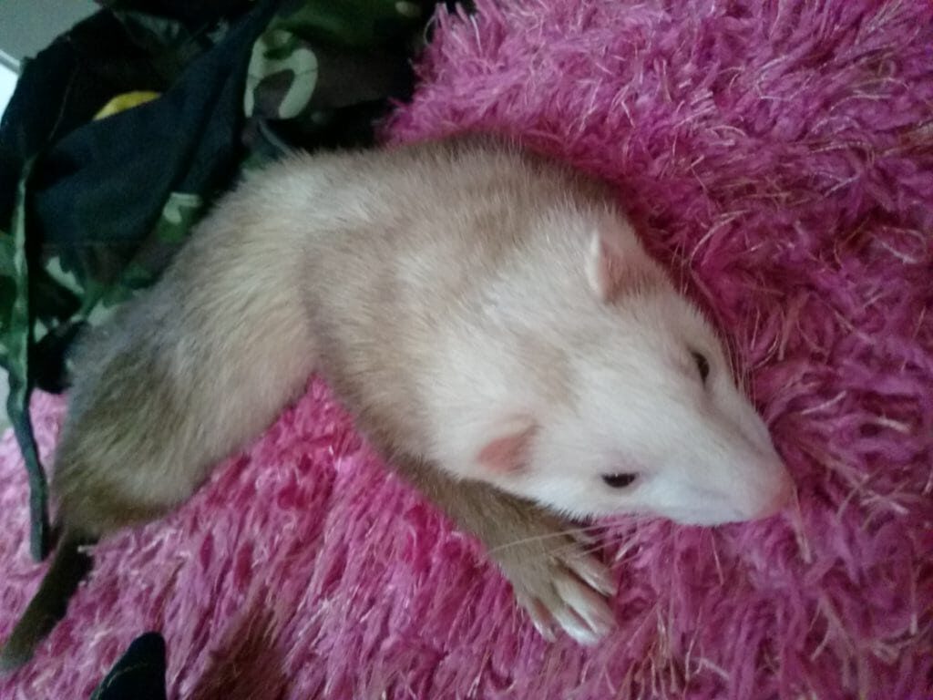 インフルエンザはフェレットにうつる(症状・治療)守り方 インフルエンザはフェレットにうつる(症状・治療)守り方