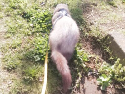 フェレットに散歩の必要はない