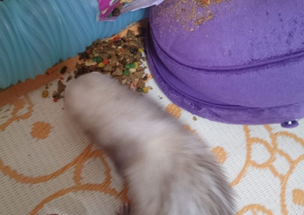 フェレットのいたずらどう怒る？