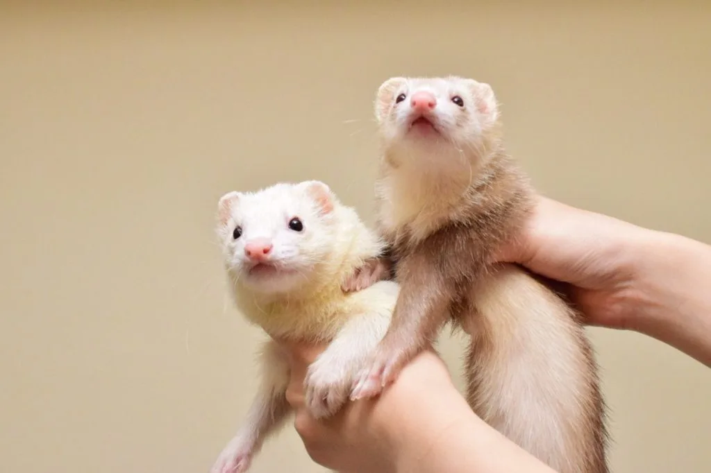 フェレットわさびとエル