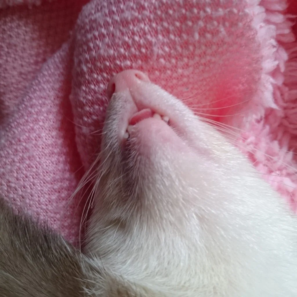 舌をだして眠るフェレット