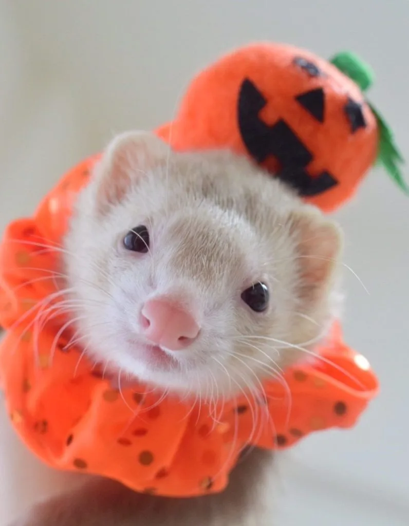 ハロウィンコスのフェレット
