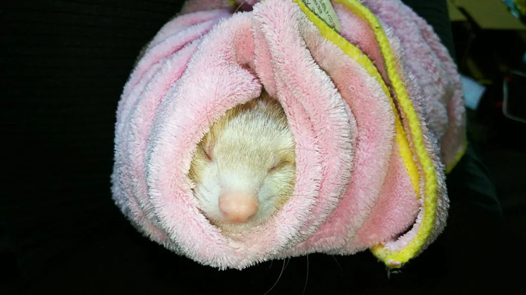 占い師、アニマルコミュニケーター「キキのテーブル」前田理子さんに自信をもらうの巻～カリスマは滲み出てしまうもの～