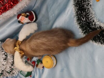 クリスマスフェレット
