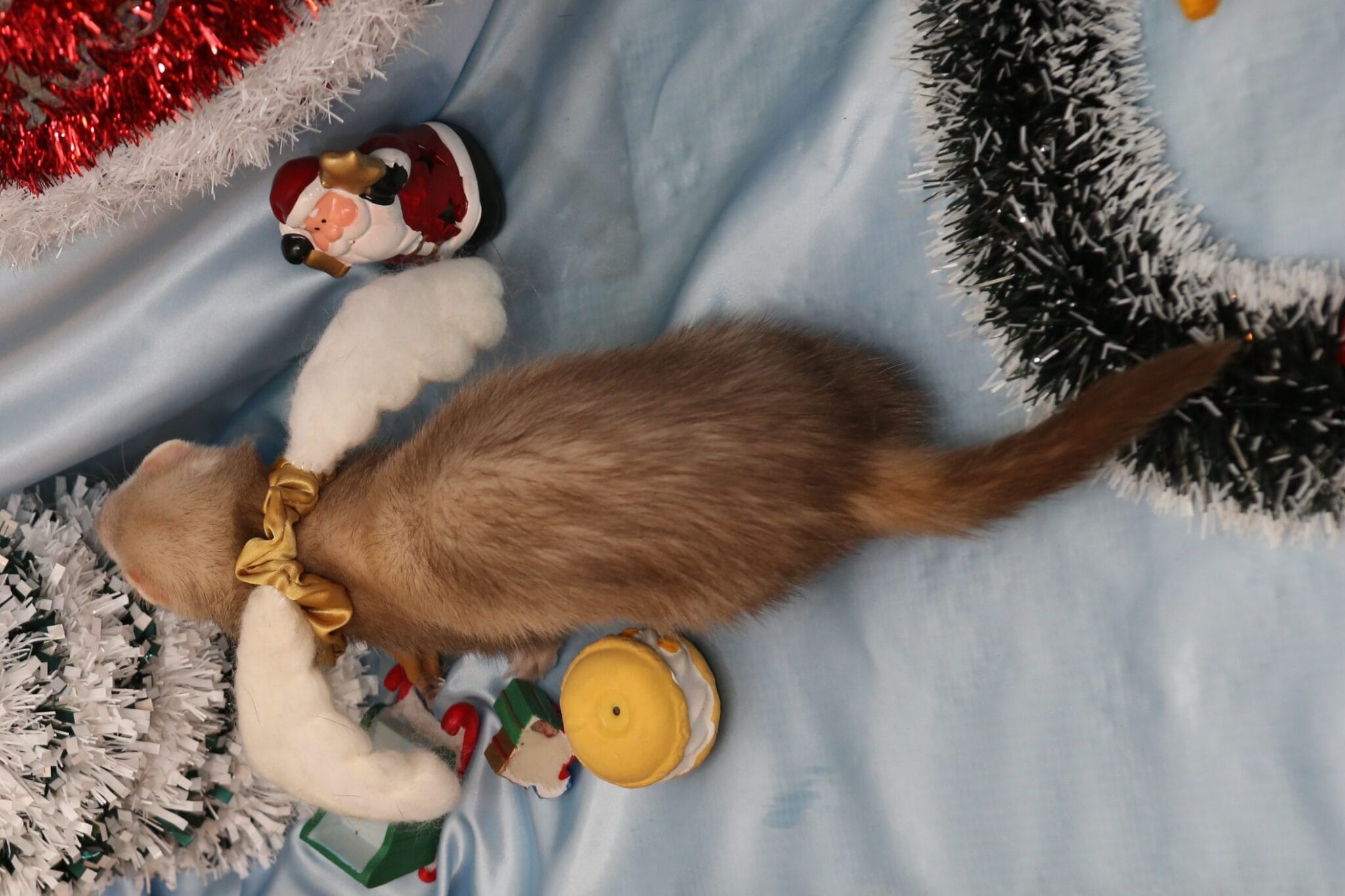 クリスマスフェレット