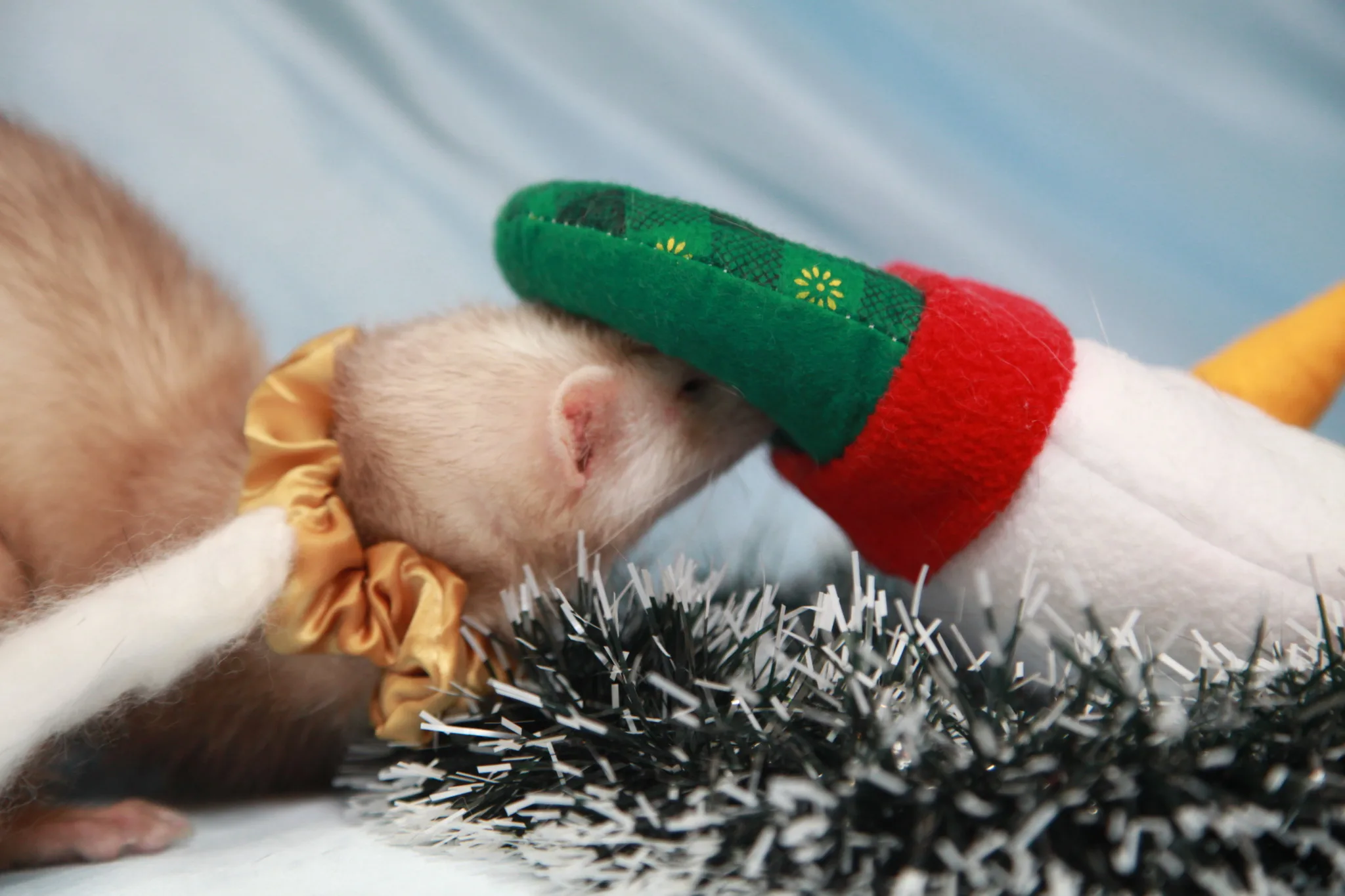 クリスマスフェレット