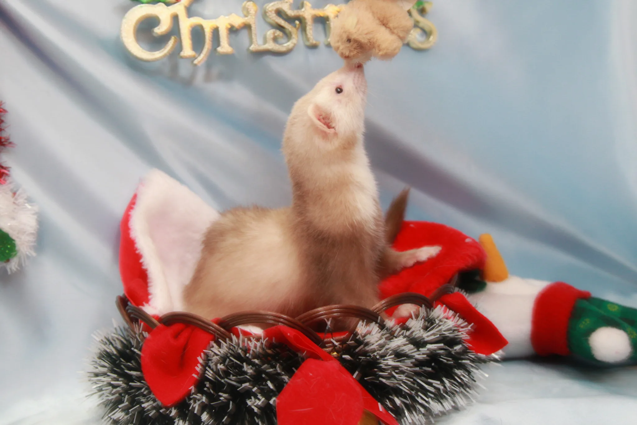 「犬みたいに」だけが良い子じゃないよ？【美魔女：若作りしてるBBAと年相応に美しい人って違くない？】「フェレットらしく」が可愛くて良いんだよ！