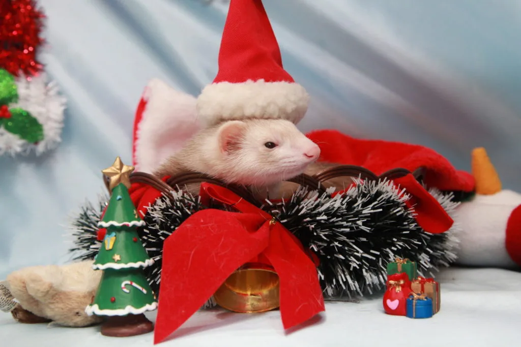 やらせと仕込みの違い TBSマツコの知らない世界サイバークリーン捏造問題 ケアレスミスを検証してみた