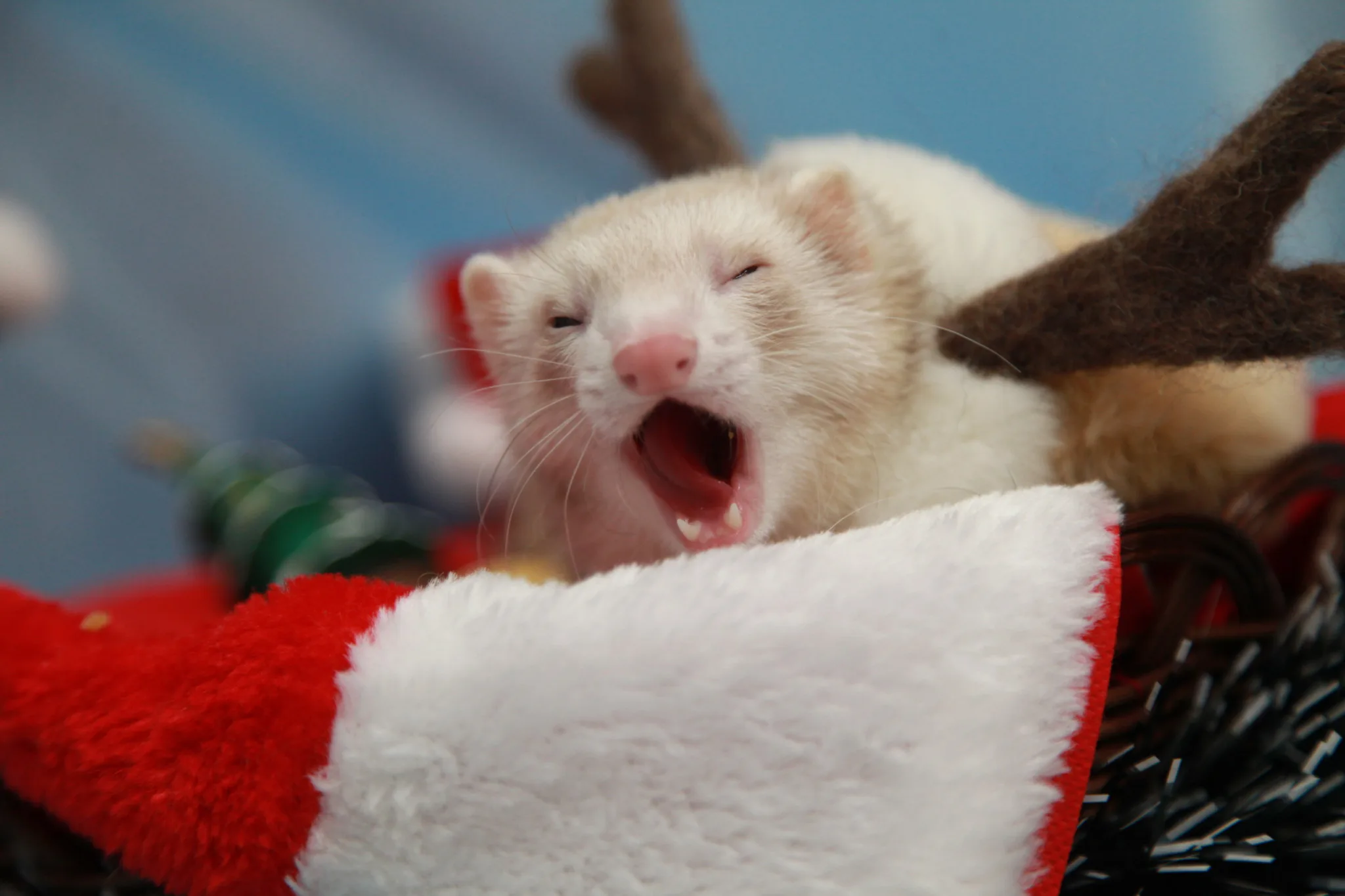 フェレットは賢い！出口があるなら入口があるってちゃんと考えられる証拠（画像あり）アニマルコミュニケーターさんから届いた可愛いクリスマスプレゼント