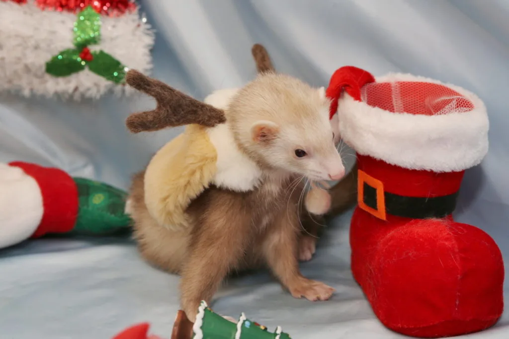 クリスマス フェレット エルちゃん