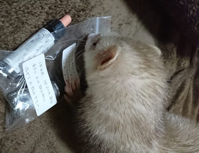 バッチフラワーレメディとフェレット