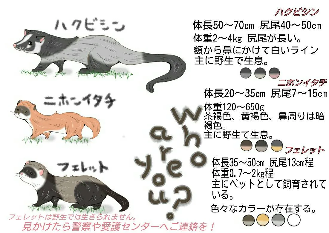 ハクビシン、フェレット見分け方
