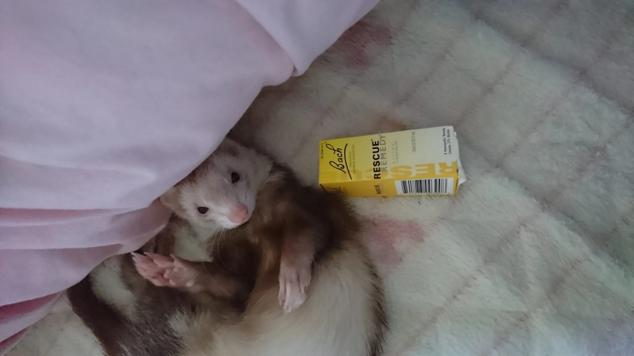 ペット（動物）用レスキューレメディ【Bach Flower】の使い方