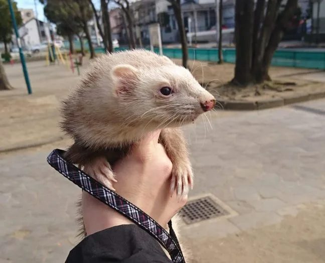 フェレットが砂（じゃり）を食べ（舐め）ちゃった！！獣医さんに聞いてみた！
