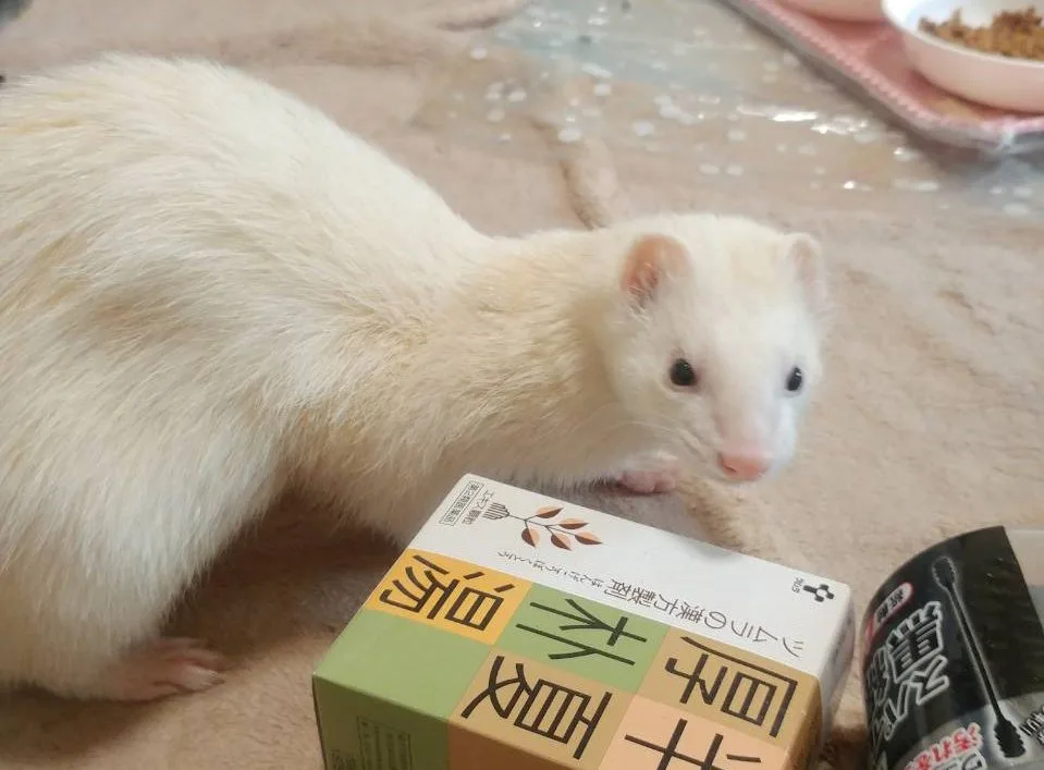 フェレット ワサビ君