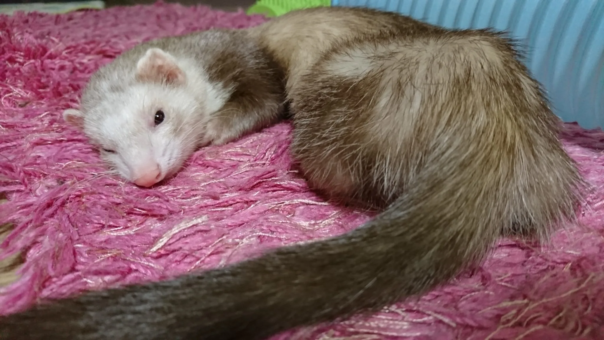 廊下で眠るフェレット