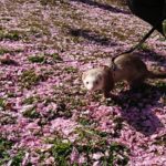 桜のじゅうたんとフェレット