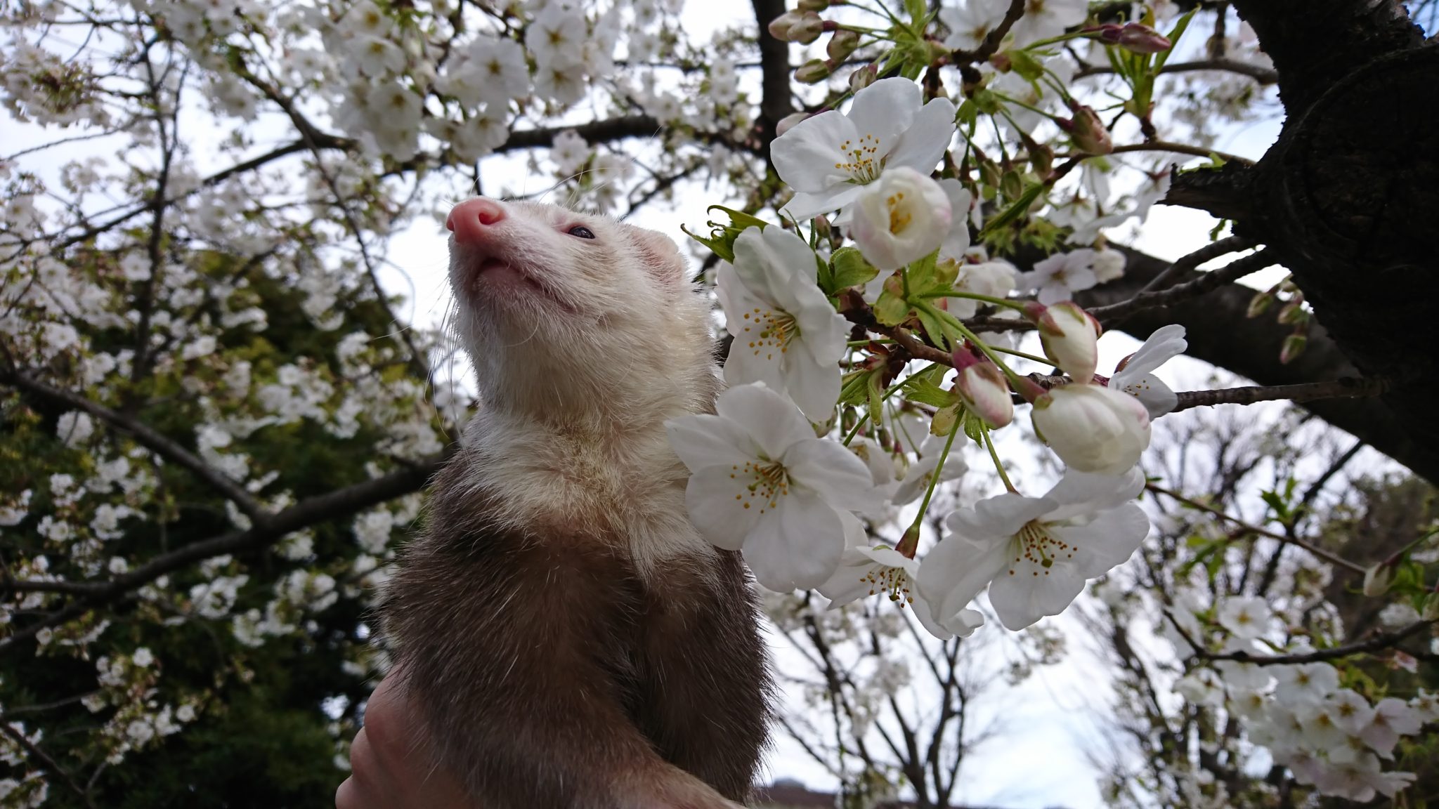 桜とフェレット