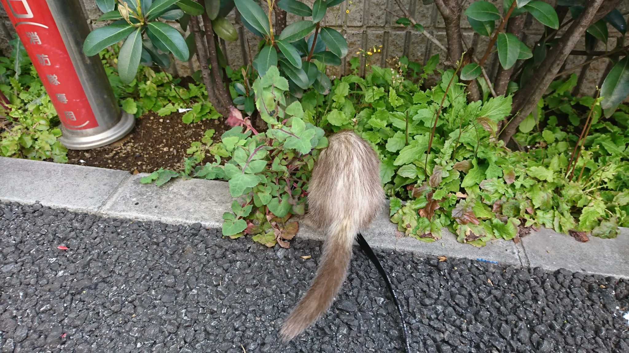 ペットをナンパやネタに使うのは構わないけど【〇〇にフェレットがいた!】やり方は考えて!これだけは言っとくぞ! ペットをナンパやネタに使うのは構わないけど【〇〇にフェレットがいた!】やり方は考えて!これだけは言っとくぞ!