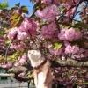 八重桜とフェレット