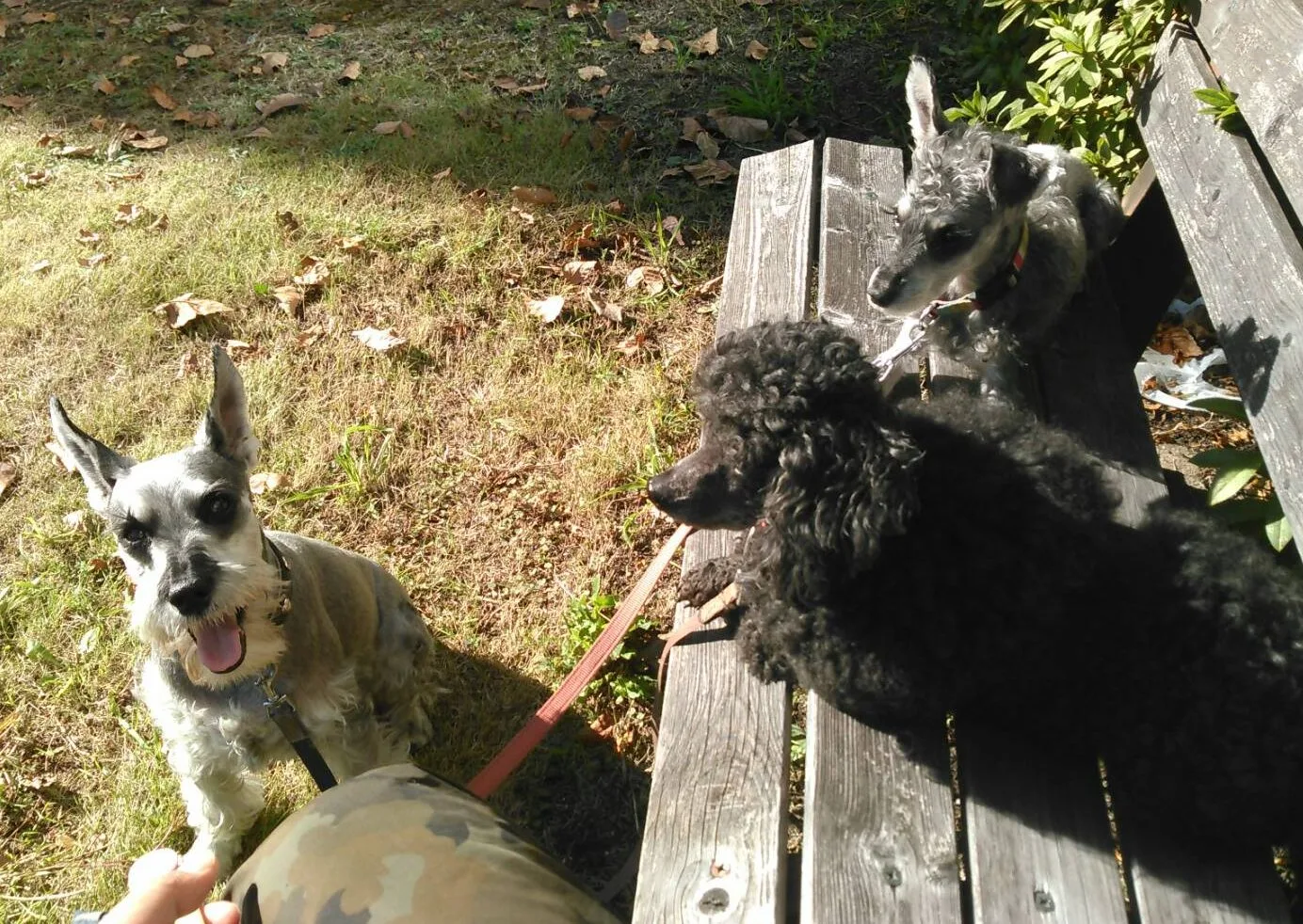 ペットショップいらない！ブリーダーから！は誰が何を根拠に言ってるのか？諸悪の根源説を徹底的に調べてみた（後編）