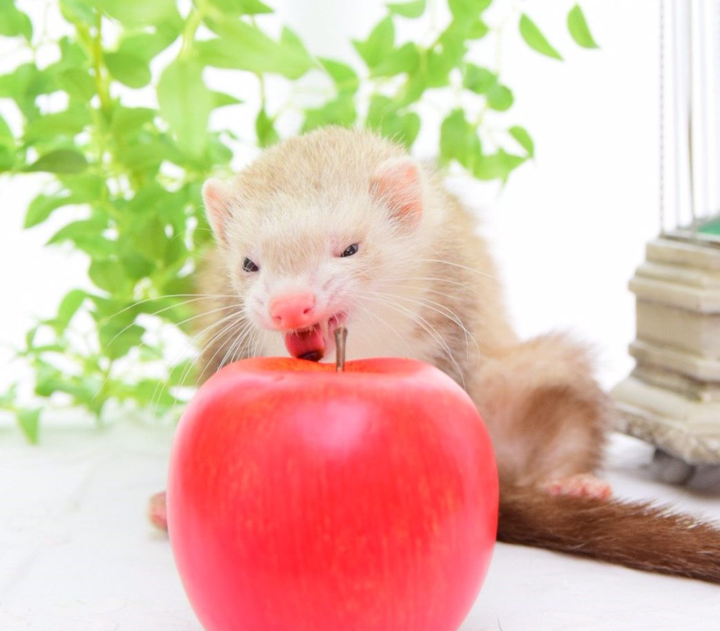 リンゴを食べる（？）フェレット