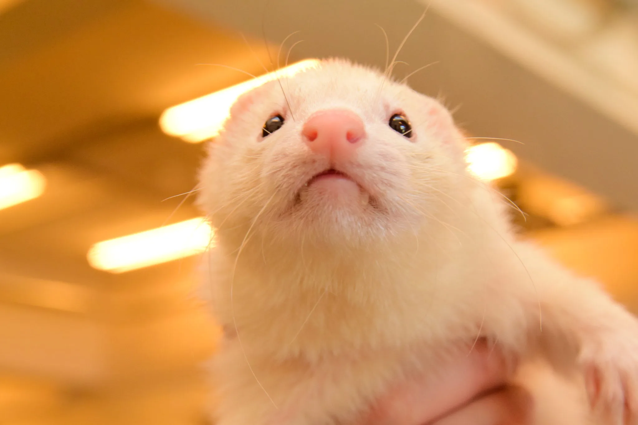 花いたち祭のワサビ君