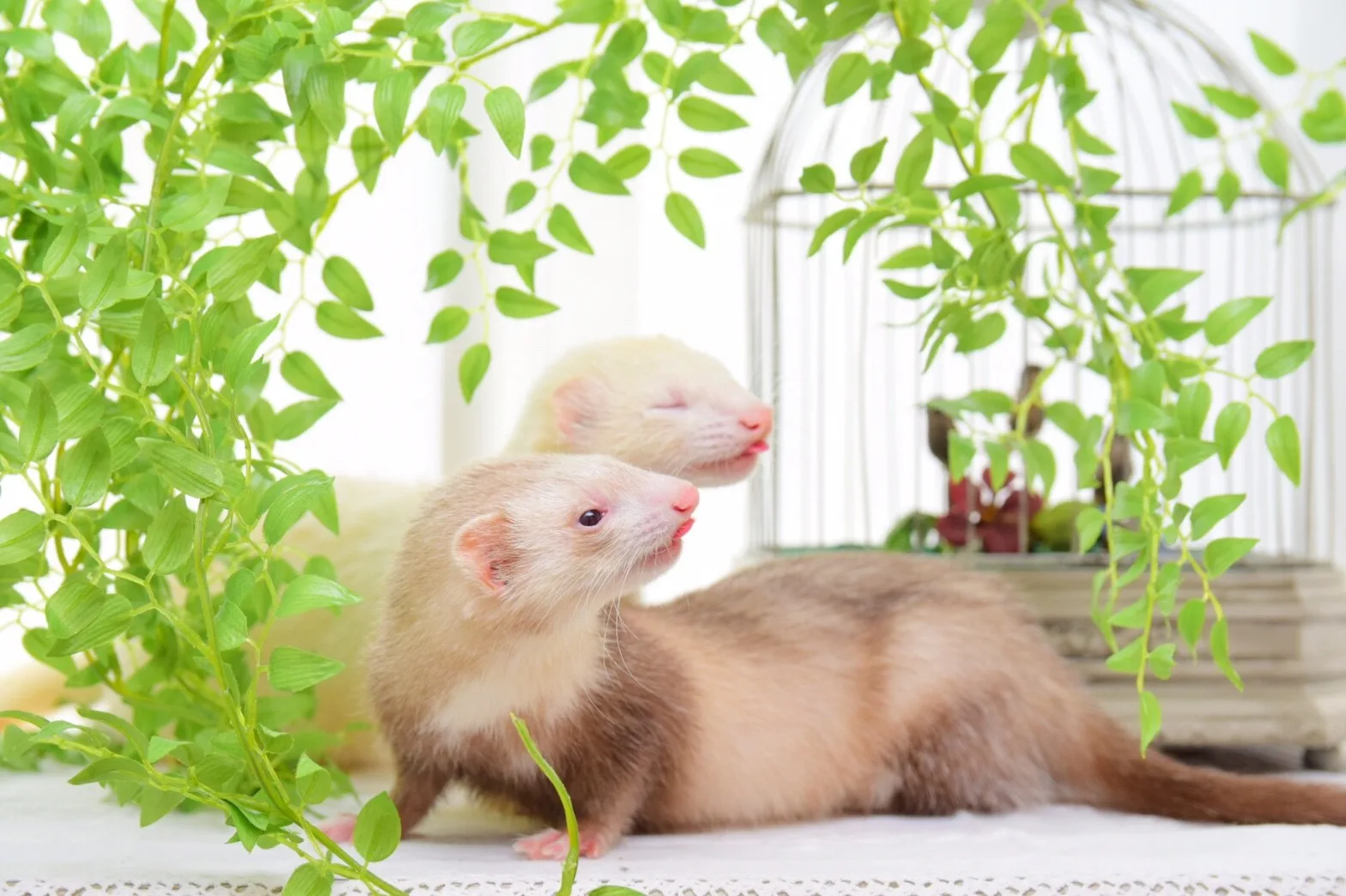 二匹のフェレット