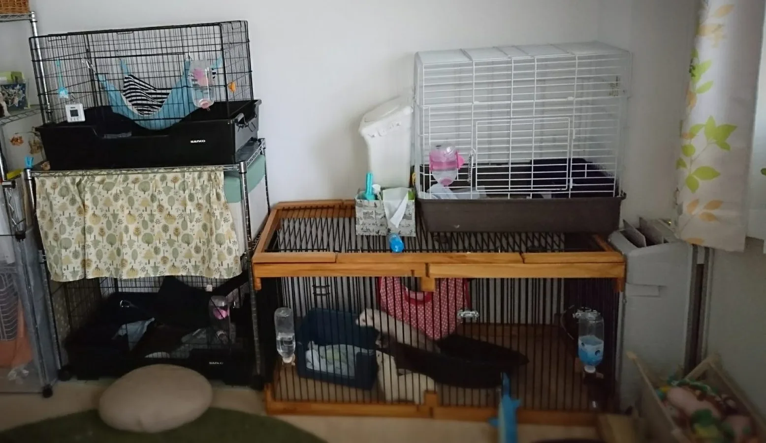 フェレット多頭飼育の家