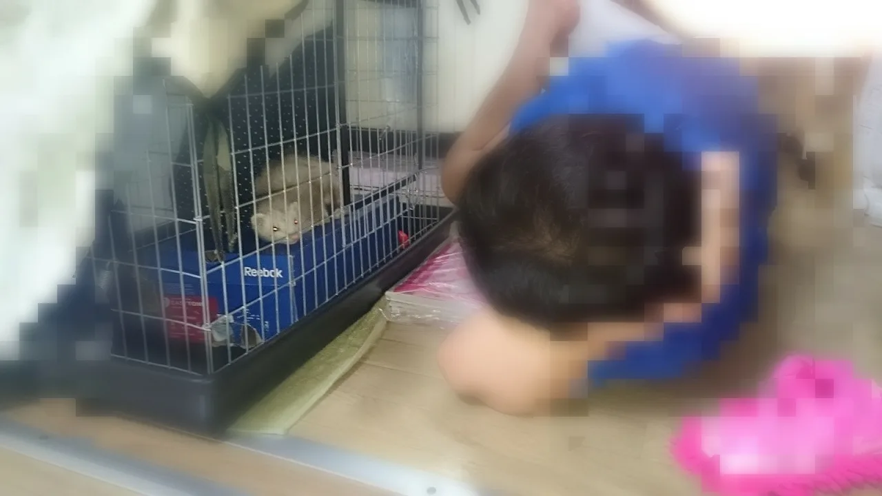 フェレットを見る人