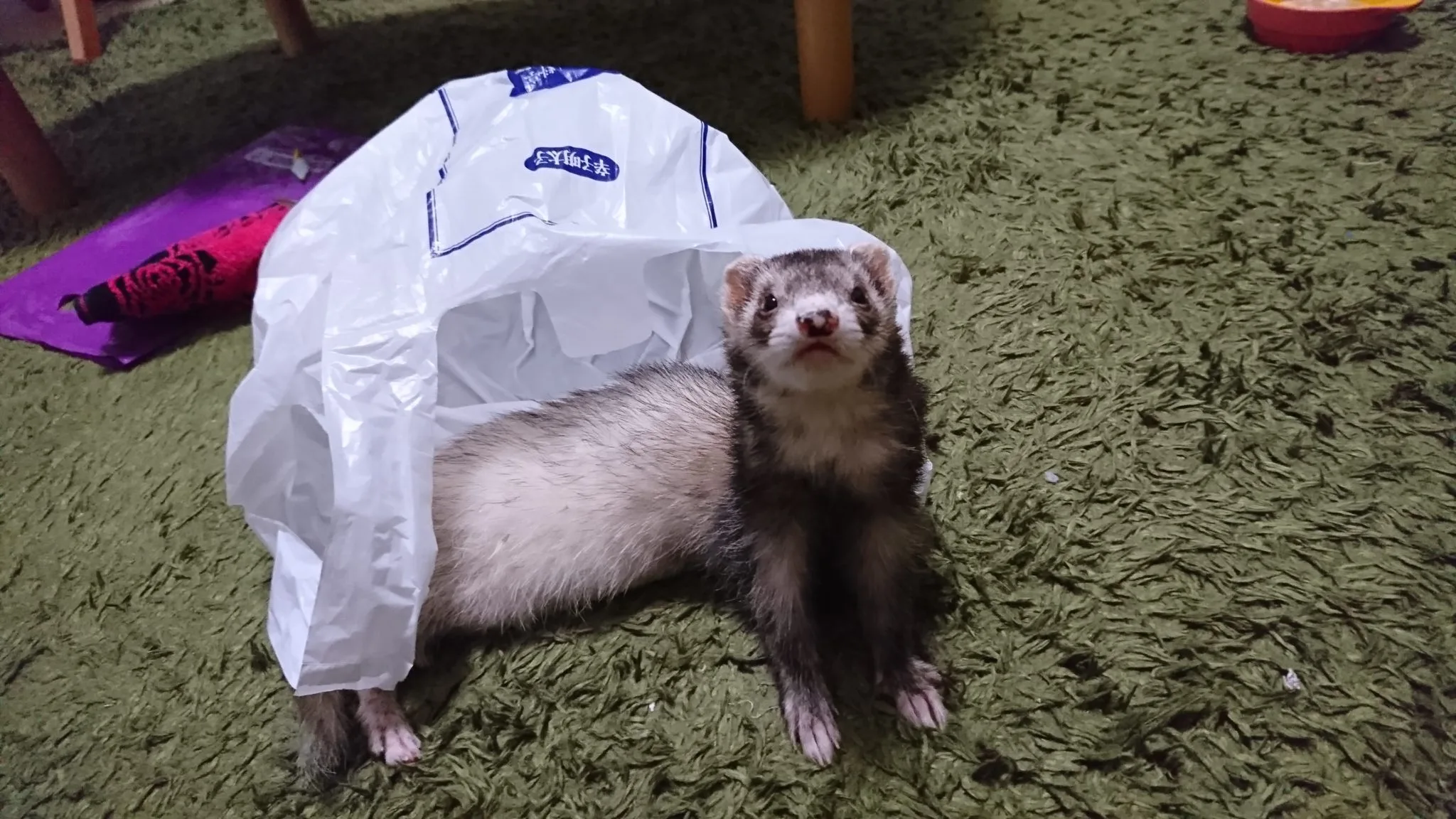 里親募集に応募して選ばれない人の特徴！「里親に決まりやすいポイント」って何？