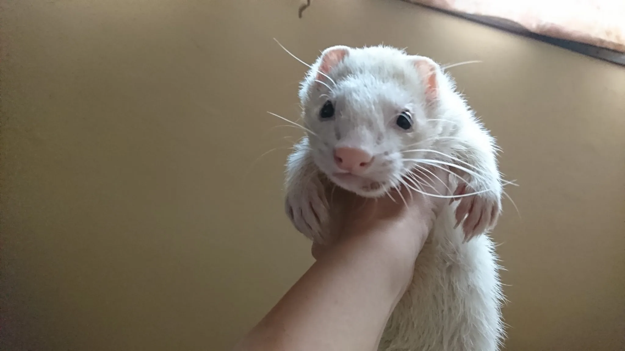 フェレット 口腔内の腫瘍（がん）とは？歯根膿瘍とは？【わさびの療養記録】