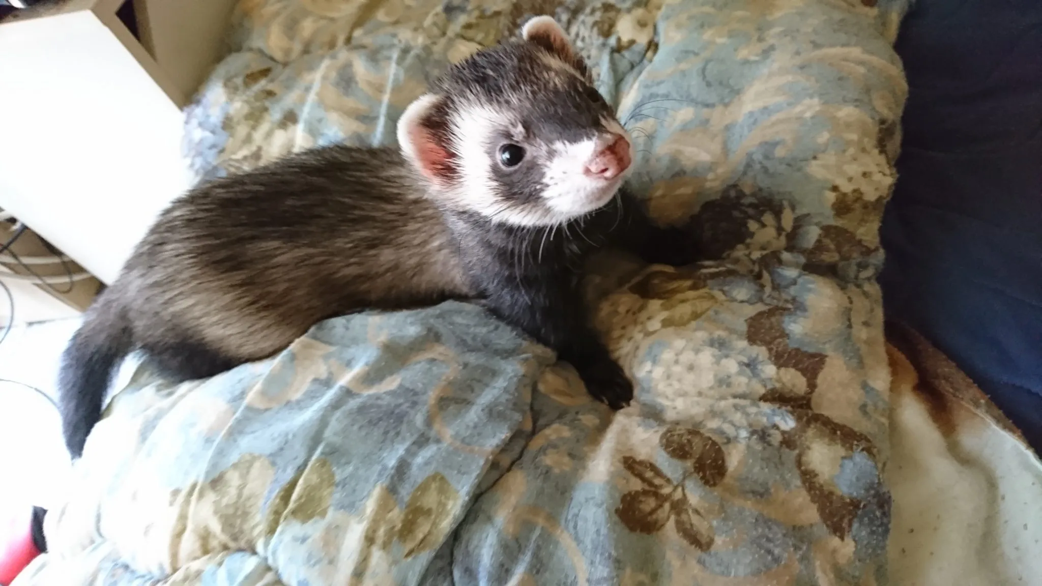 フェレットのお泊り保育