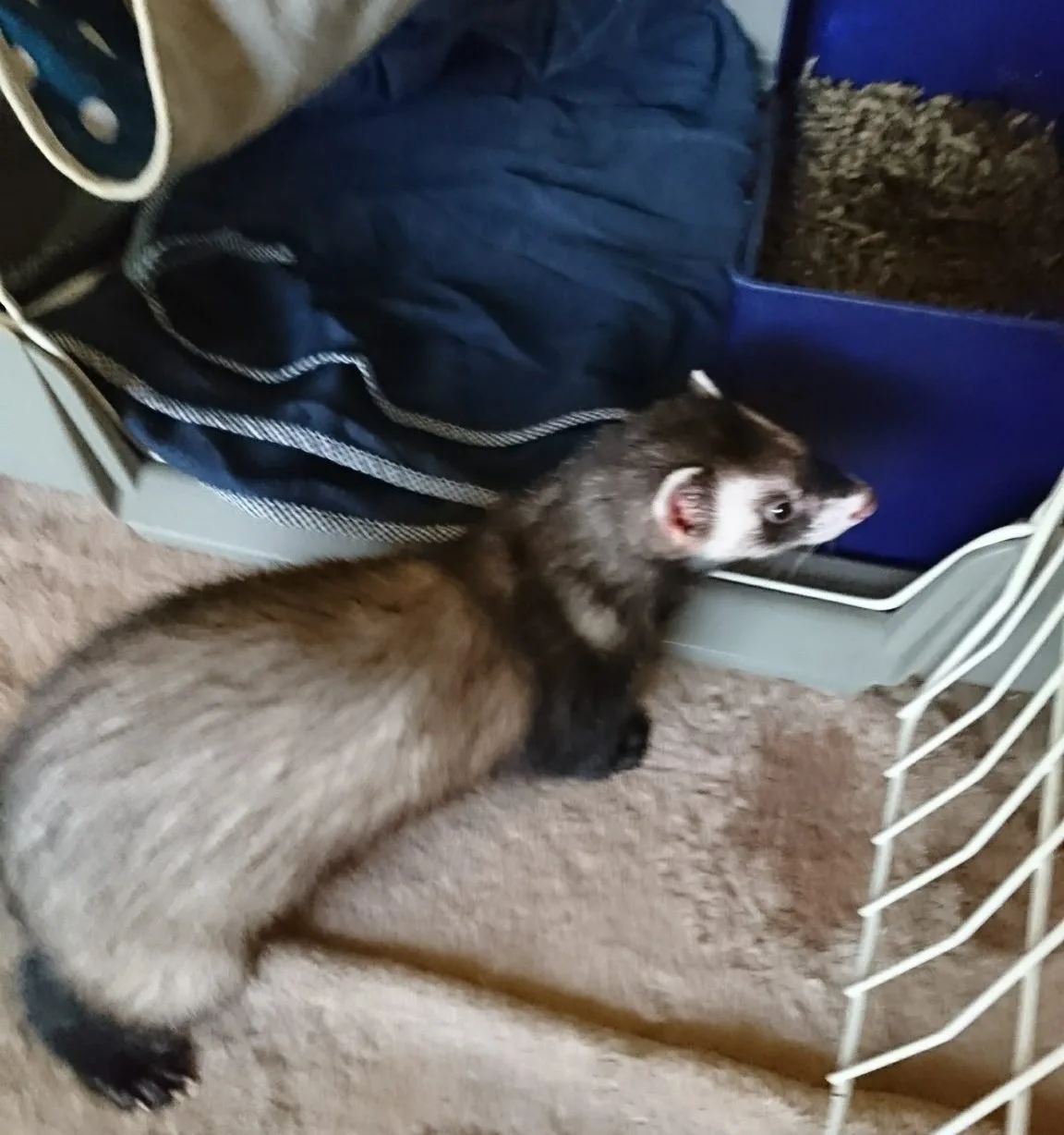 フェレットのそこをトイレにしたら良い!嘘ウンチの報告は条件反射?思い込み?「そういう子なんだ」で解決させて良い話 フェレットのそこをトイレにしたら良い!嘘ウンチの報告は条件反射?思い込み?「そういう子なんだ」で解決させて良い話