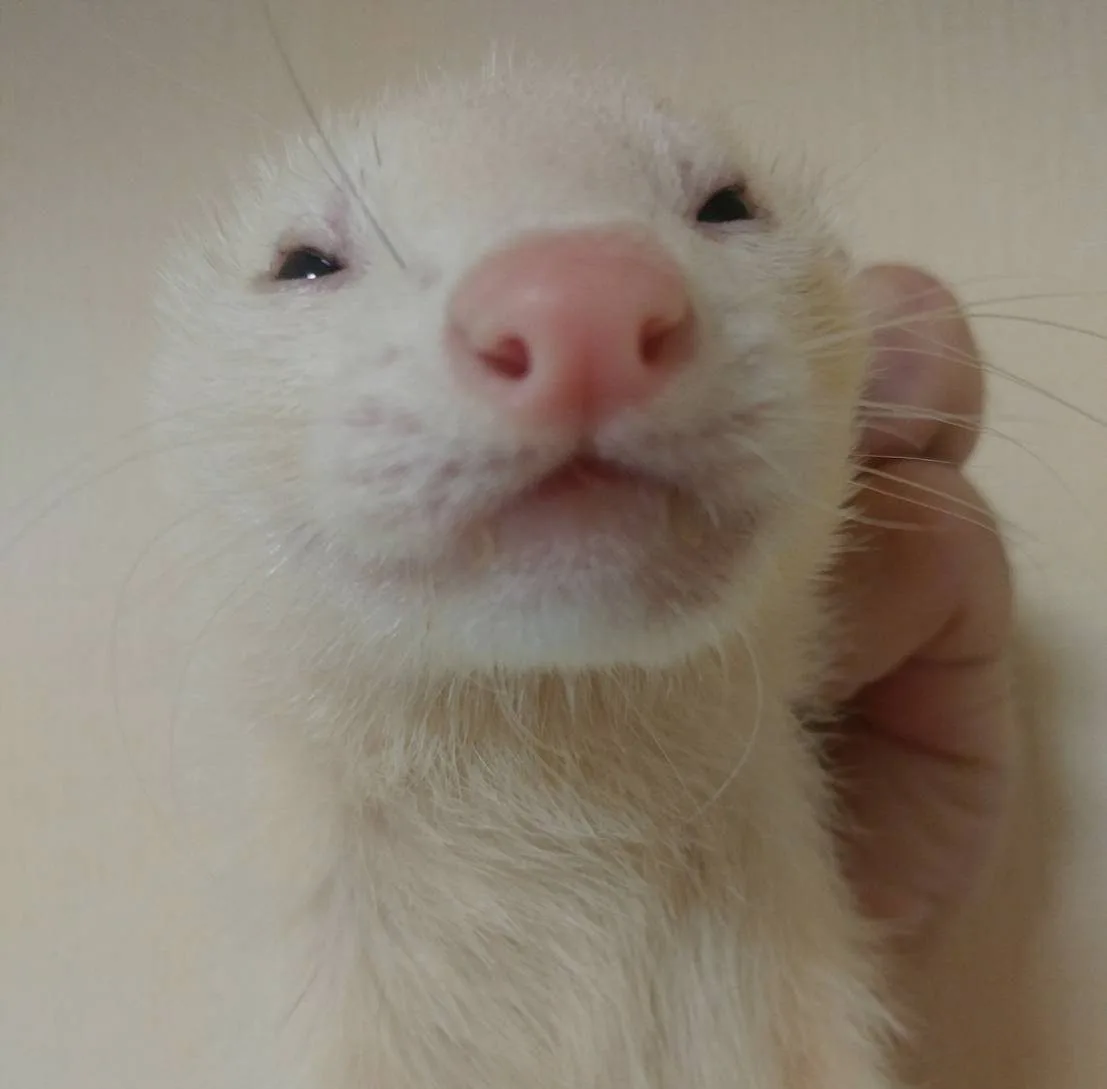 フェレットの口（病気）