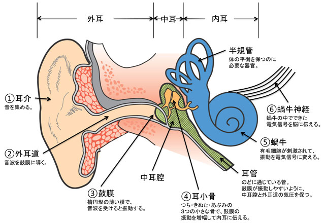 朝比奈耳鼻咽喉科の耳の図