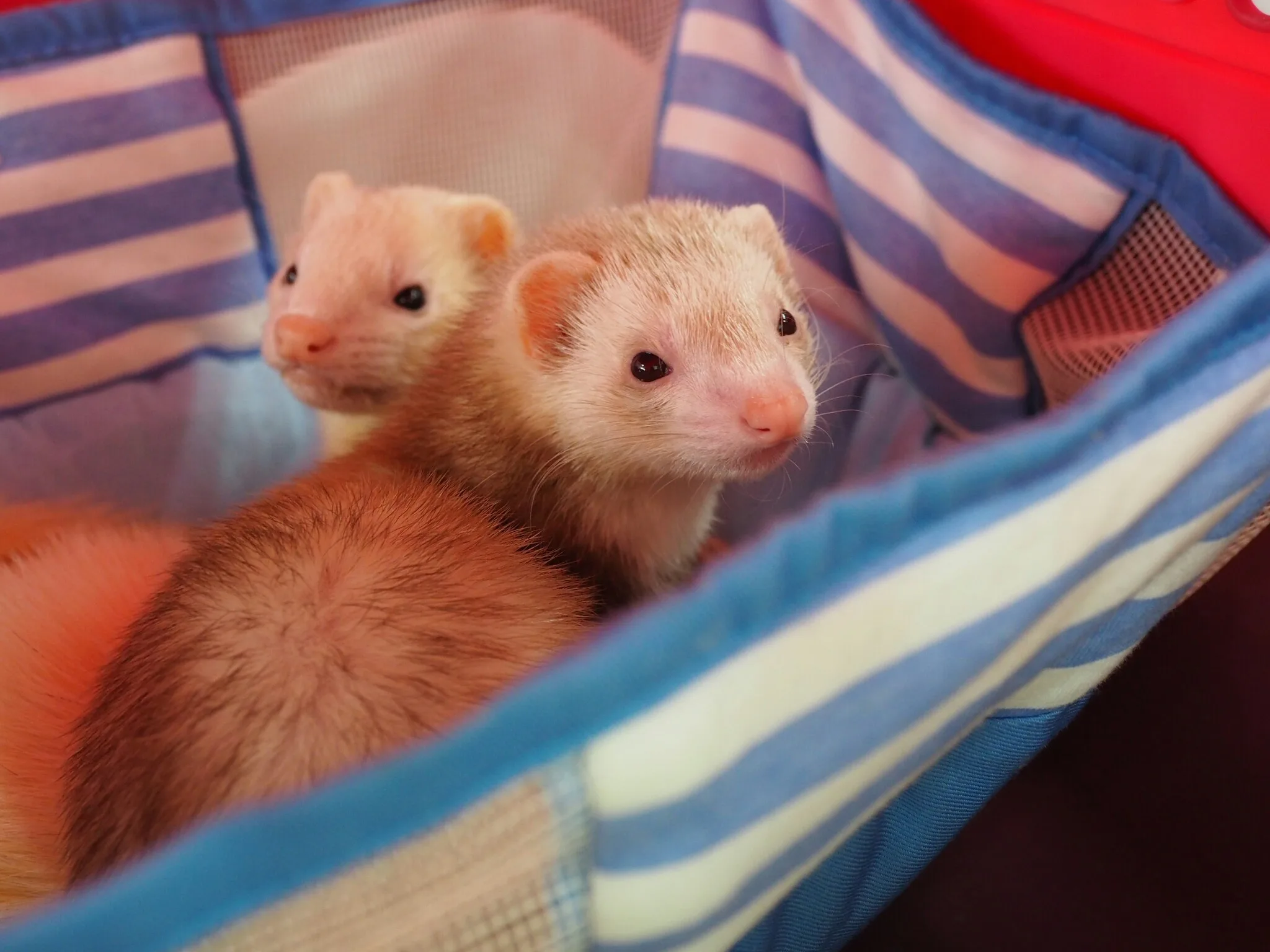 キャリーで仲良く待機フェレット