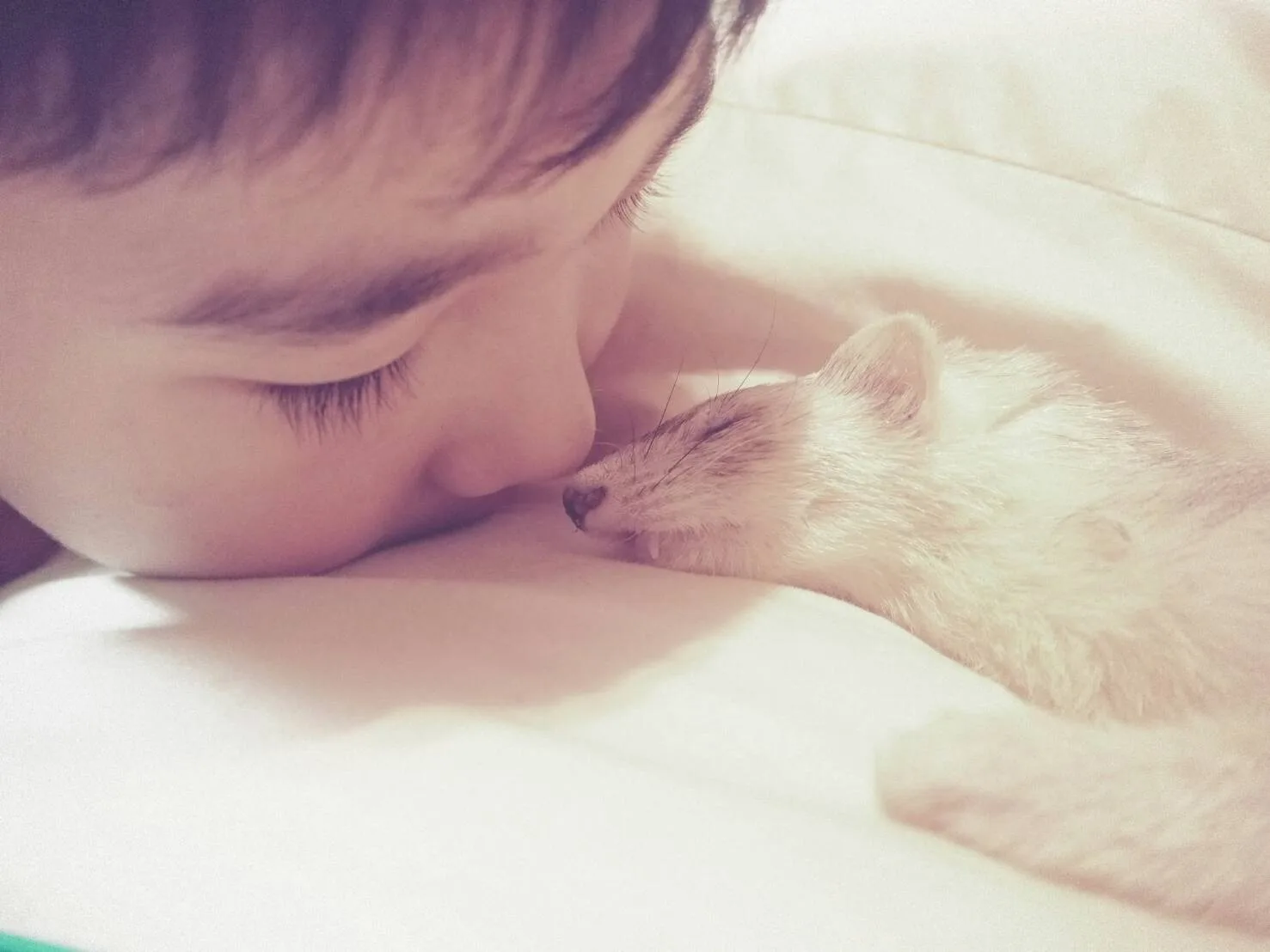 インスリノーマとは？フェレット【低血糖の応急処置】症状と治療方法・注意しなきゃいけない大事なこと