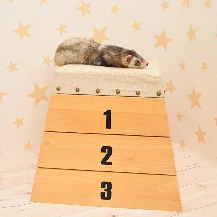 うっかり失効から20年！運転免許証を持ってた私が仮免（技能）に落ちた話。自動車免許は高齢者講習だけじゃなくて、10年ごとくらいに技能教習をやるべきだと思った話