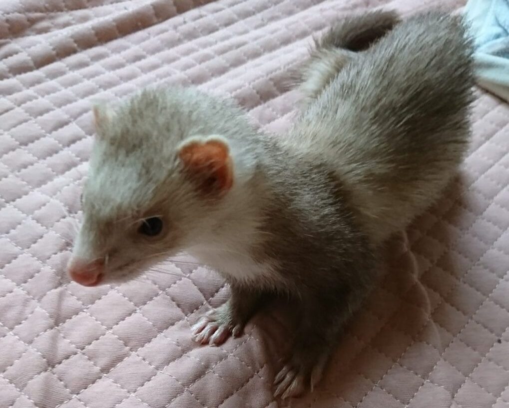 フェレット