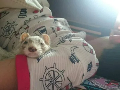 フェレットと子供