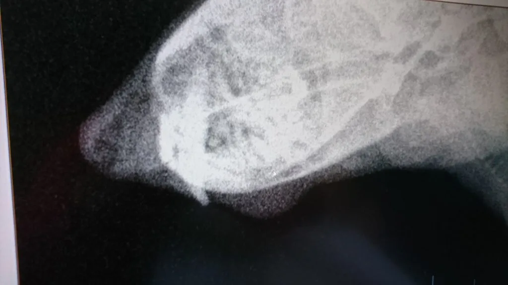 今年下半期のみで50万円超えた私の歯科医療費とフェレットわさび君の口の中の事。手作りフード飼い主様の体験談