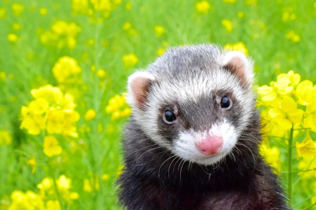 little patchさんの写真（フェレット）